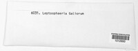 Leptosphaeria galiorum image